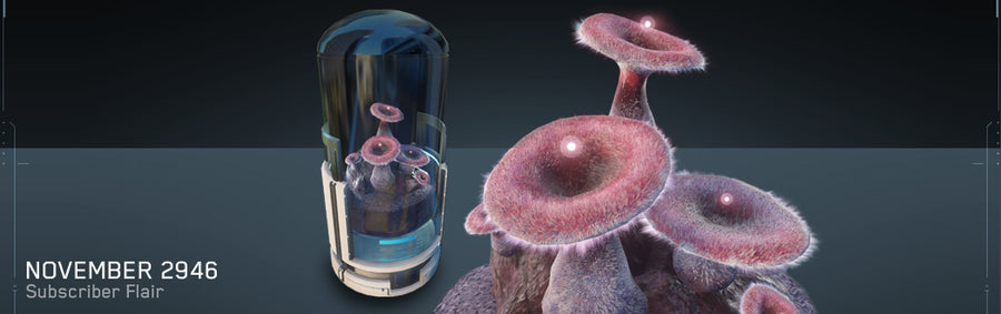 Pleurotus Cornusymphonia (Opera Mushroom) Plant (flair)